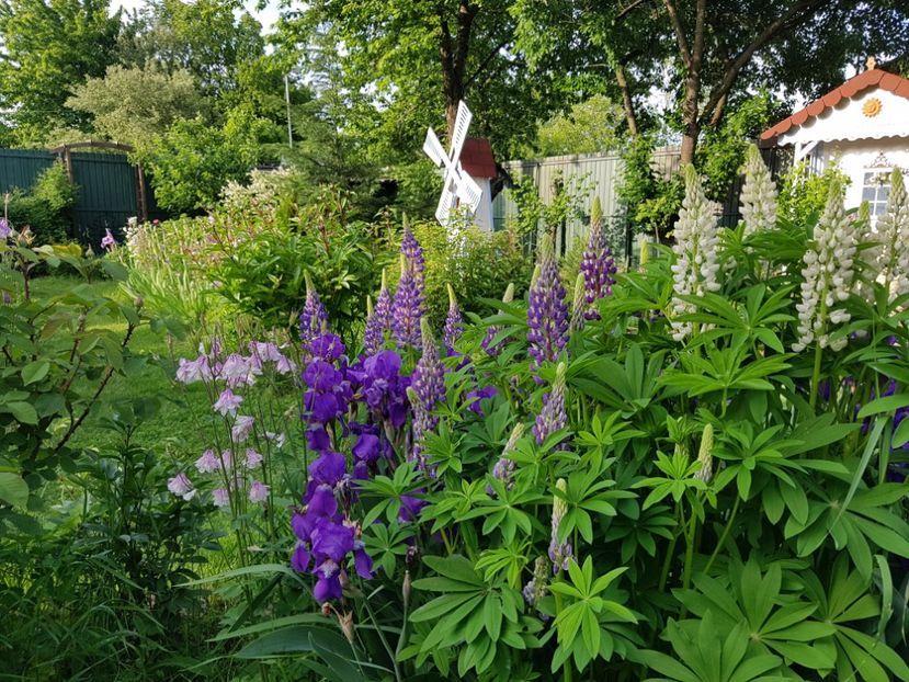  - 2019 Mai Idilic Garden
