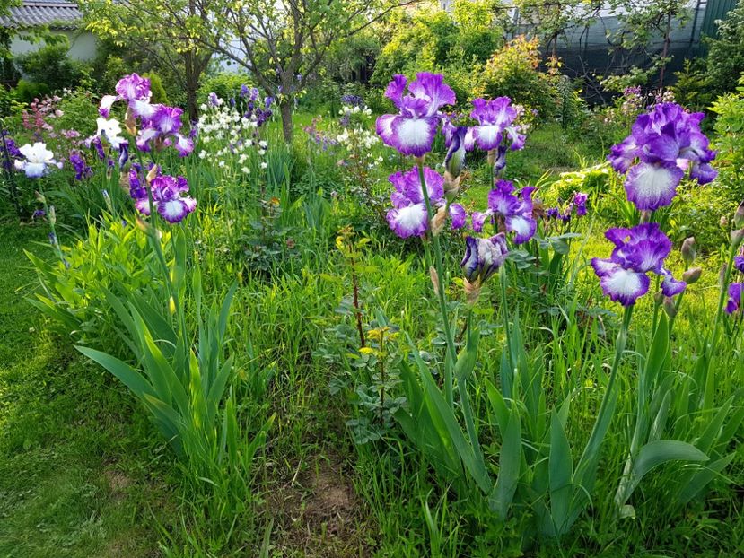  - 2019 Mai Idilic Garden