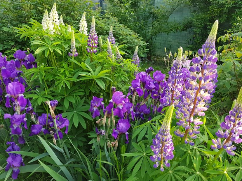  - 2019 Mai Idilic Garden
