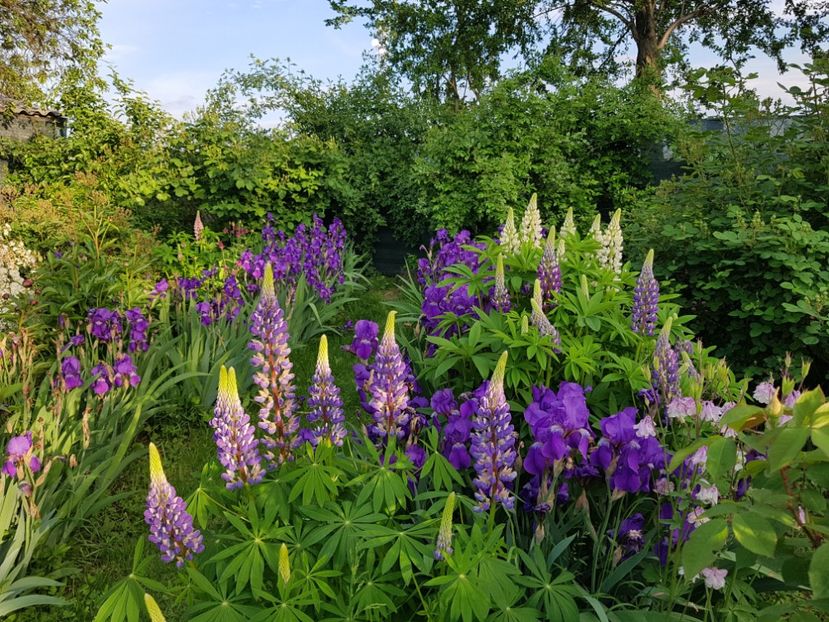  - 2019 Mai Idilic Garden