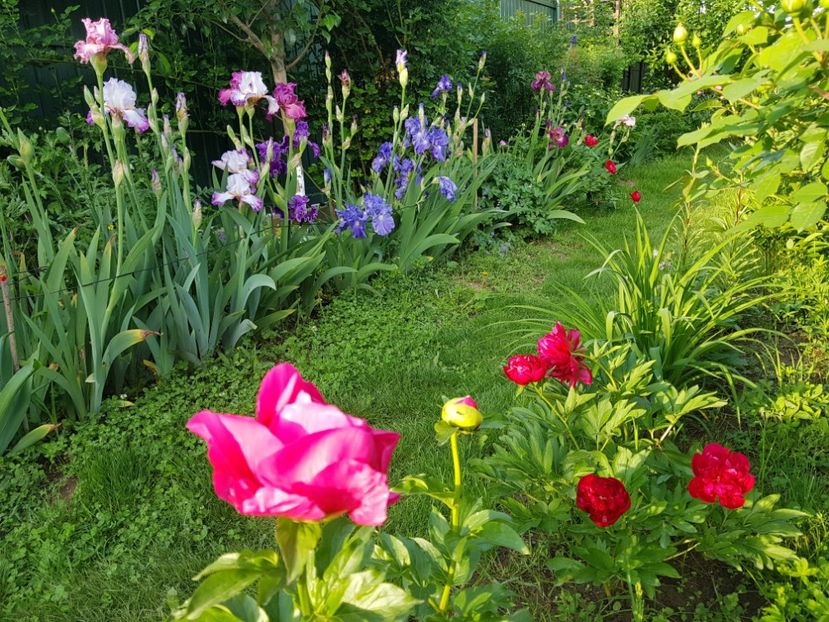  - 2019 Oglinzi in gradina