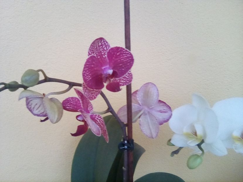  - ORHIDEE