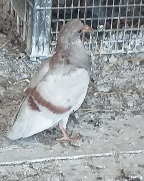  - Mai 2019