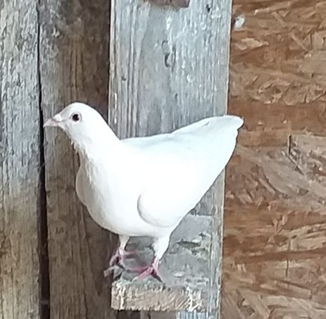  - Mai 2019