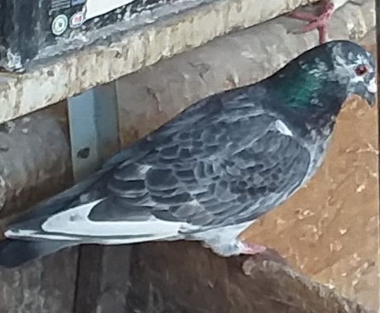  - Mai 2019