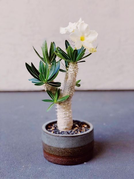 Pachypodium inopinatum - Whish list pentru viata urmatoare1