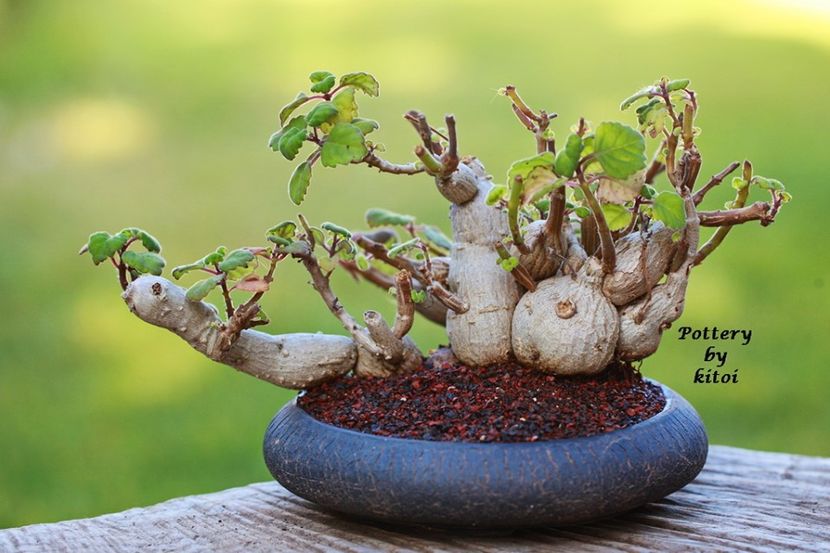 Kitoi: Plectranthus ernestii - Vase - aranjamente - accesorii