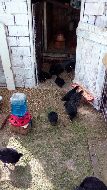  - Pui Australorp negrii și albaștrii