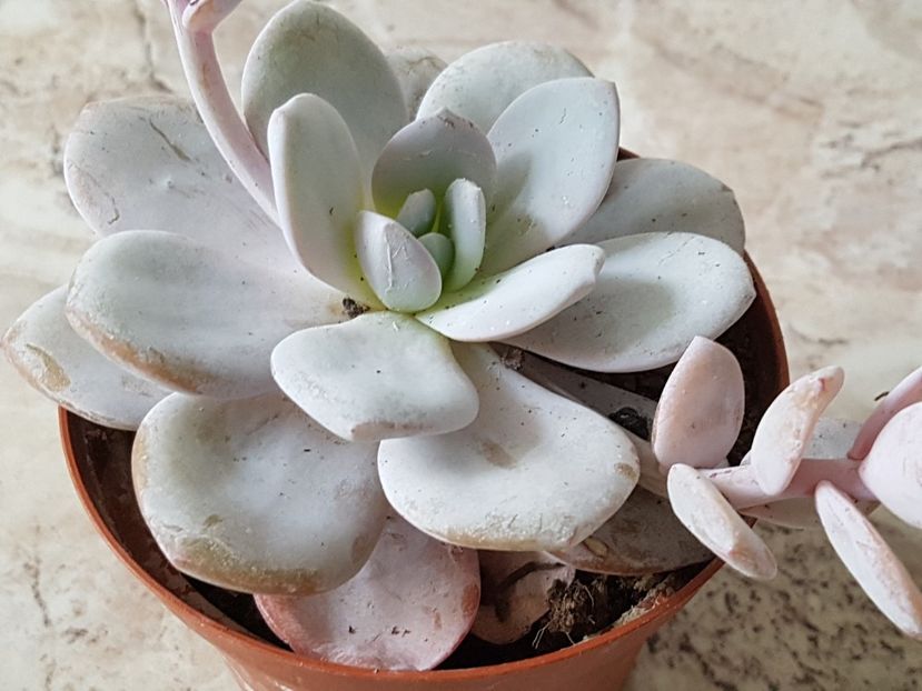 Echeveria Laui-pierduta 17.07.2019 - Echeveria