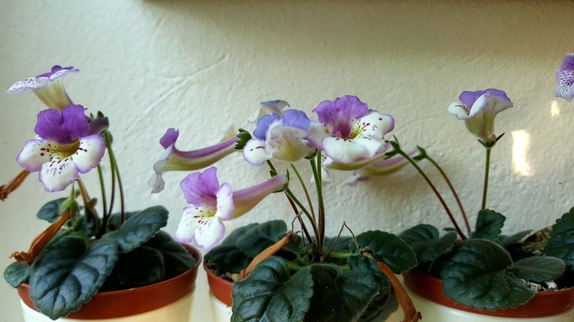  - Mini sinningia 2019