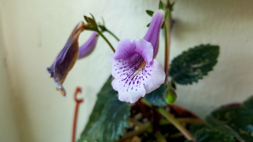  - Mini sinningia 2019