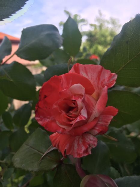 9C51F47C-0399-4FF5-9D8A-FEB3C89DE287 - Trandafiri 2019