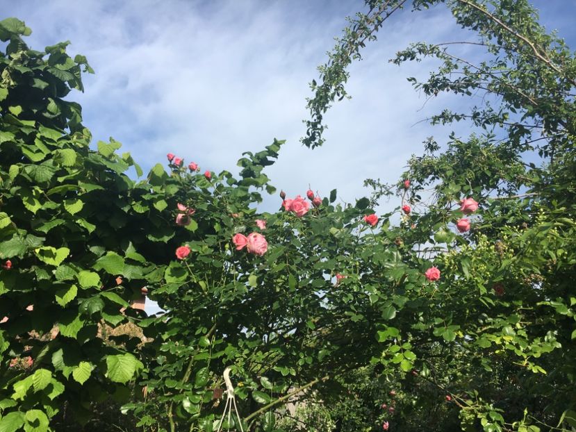 63B5D6DE-9D9C-4ECD-8B0B-B06ED153235B - Trandafiri 2019