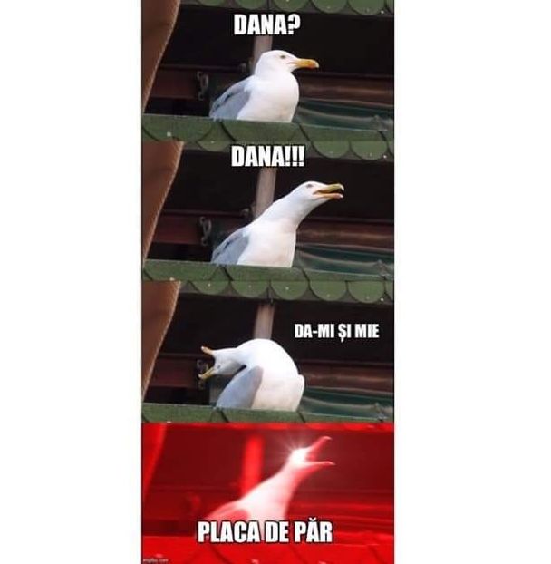  - Sezonul 5 insula iubirii - memes 1