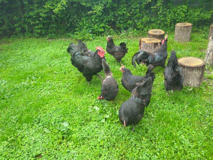  - Australorp negru