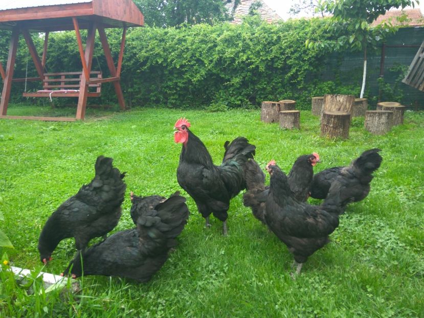  - Australorp negru