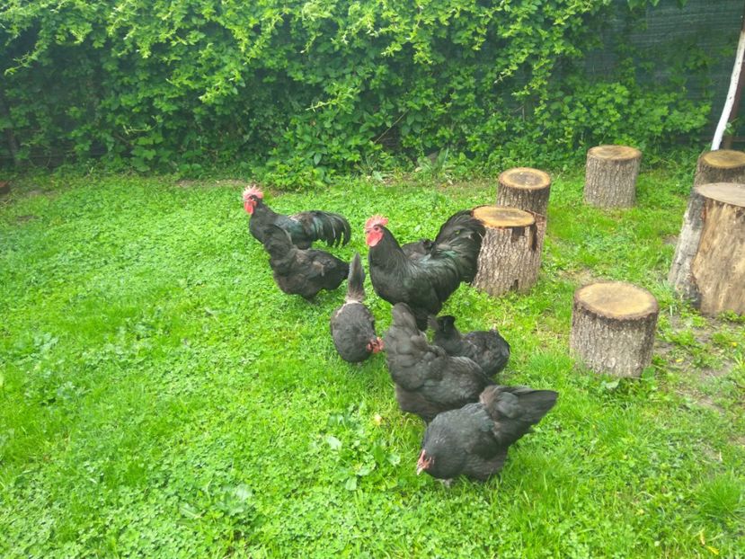  - Australorp negru