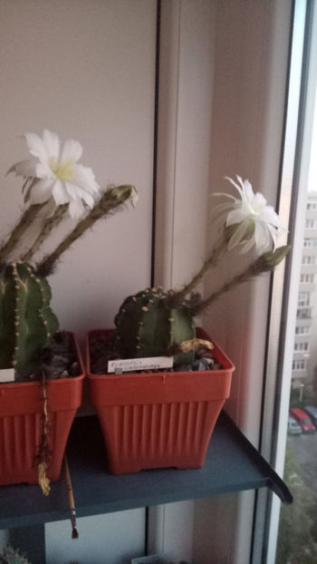 13.05.2019 - Echinopsis subdenudata