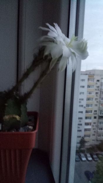 15.05.2019 - Echinopsis subdenudata