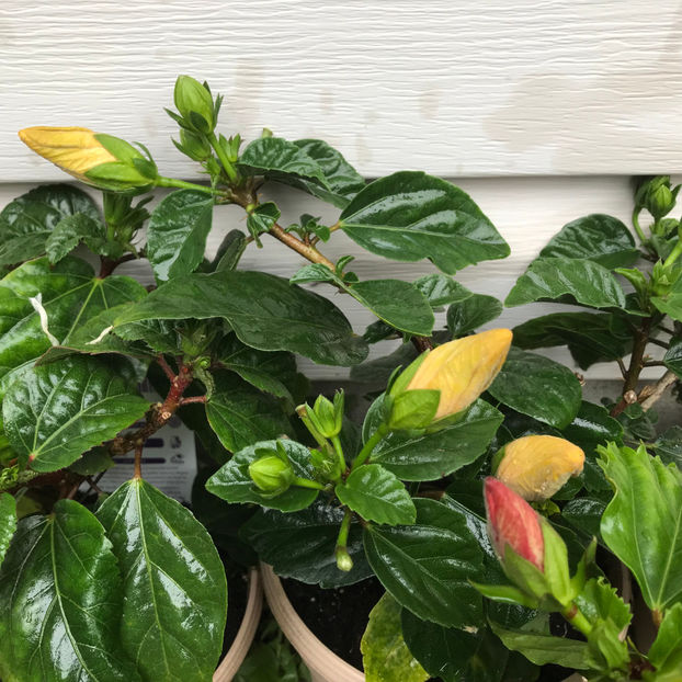  - Jurnalul gradinii 2019