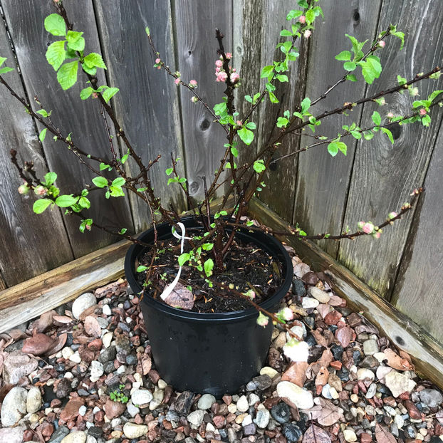  - Jurnalul gradinii 2019