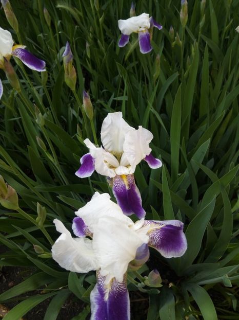 Iris - Flori de Gradina Primavara -Vara 2019
