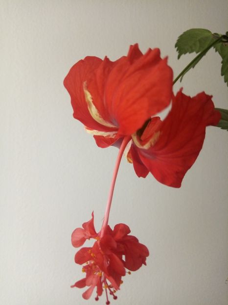  - HIBISCUSI - 2019_2021-2022-2023