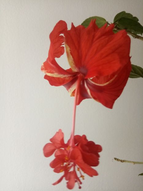  - HIBISCUSI - 2019_2021-2022-2023