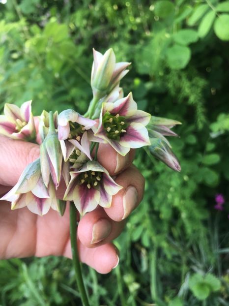 Nectaroscordum - Allium ceapa decorativa
