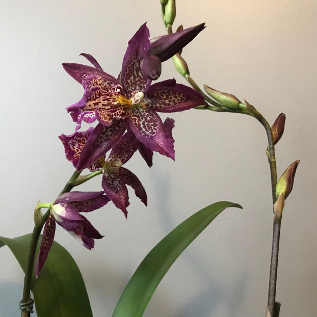  - Plante de interior 2019