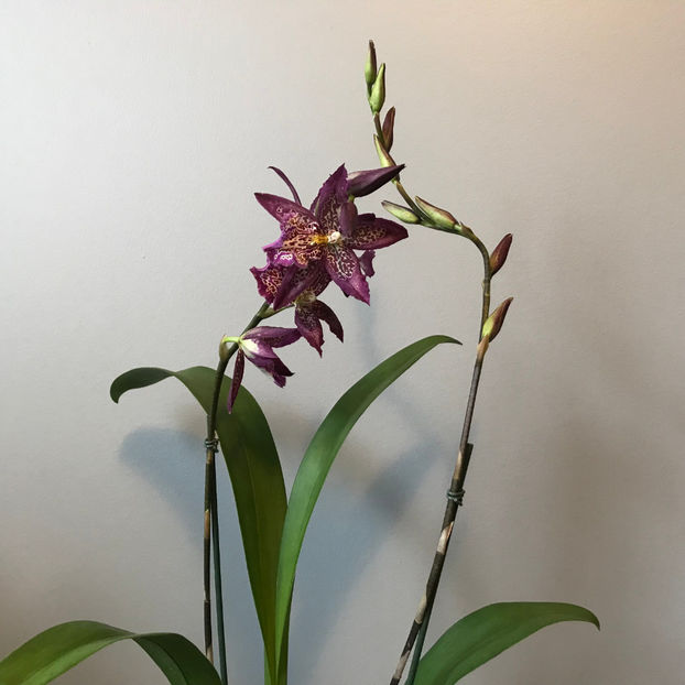  - Plante de interior 2019