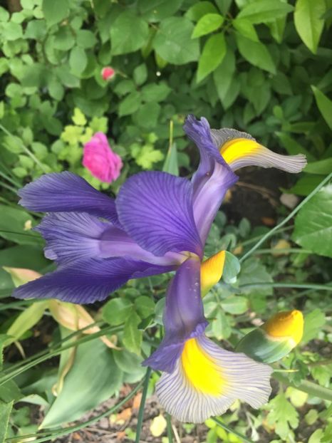 808C529E-17F1-4D90-9FEC-BA2C0584C45F - Iriși 2019 2024