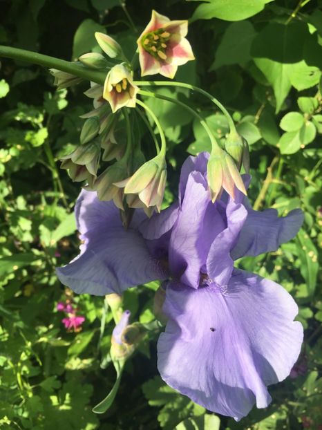 Pacific mist - Iriși 2019 2024