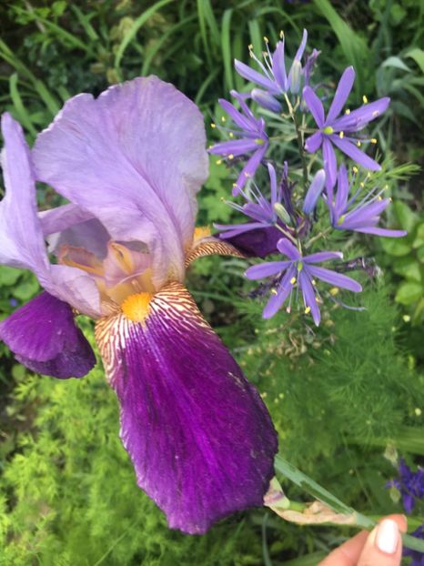 1AE9E44C-D3D7-4E28-93D6-DB0D374765E4 - Iriși 2019 2024