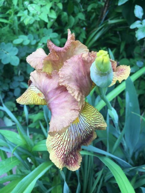 3D9BD7BD-6F9A-4B92-B83F-123BE33A0535 - Iriși 2019 2024