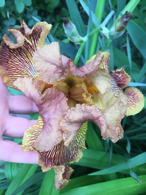 Tiger shark - Iriși 2019 2024