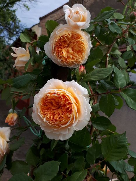  - Trandafiri înfloriți 2019