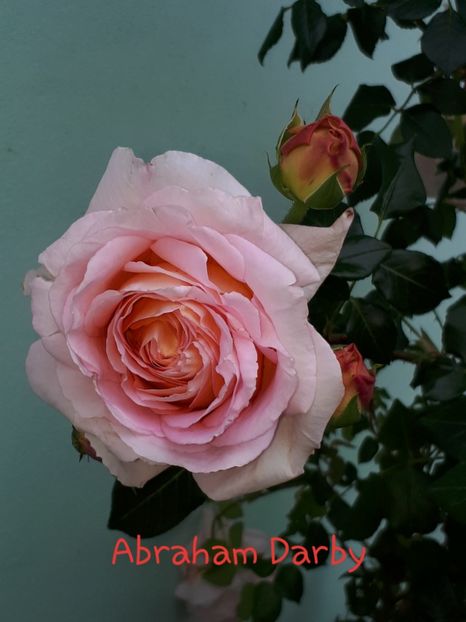  - Trandafiri înfloriți 2019