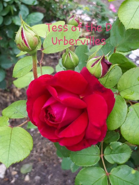  - Trandafiri înfloriți 2019