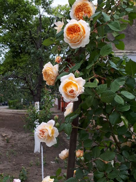  - Trandafiri înfloriți 2019