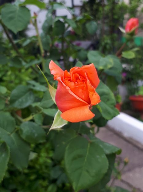  - Trandafiri înfloriți 2019