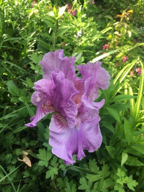 composed - Iriși 2019 2024