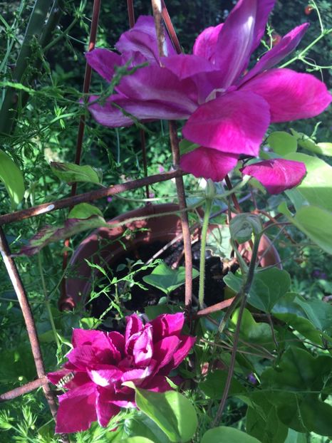 B56FC5CC-0AD7-4222-ADEE-1427D62F3CB7 - Clematite 2019