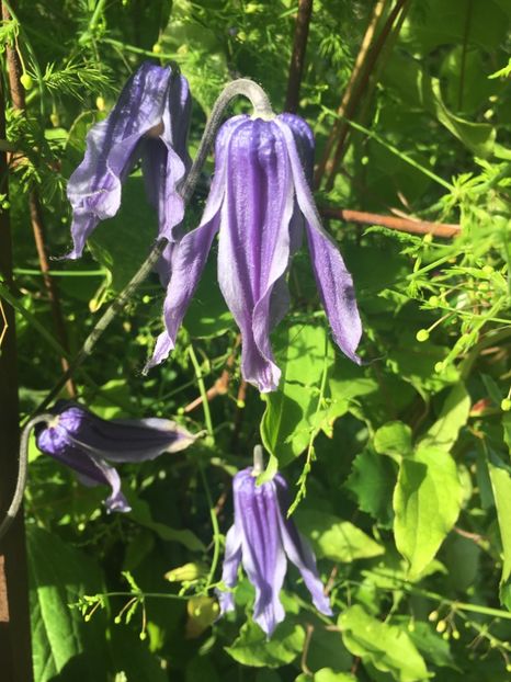 5C6973FB-BAA9-4D6A-84F1-70B8ABA64904 - Clematite 2019