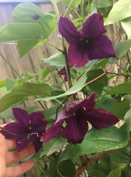 BF91696C-456B-471F-B98E-F898CA182BD0 - Clematite 2019