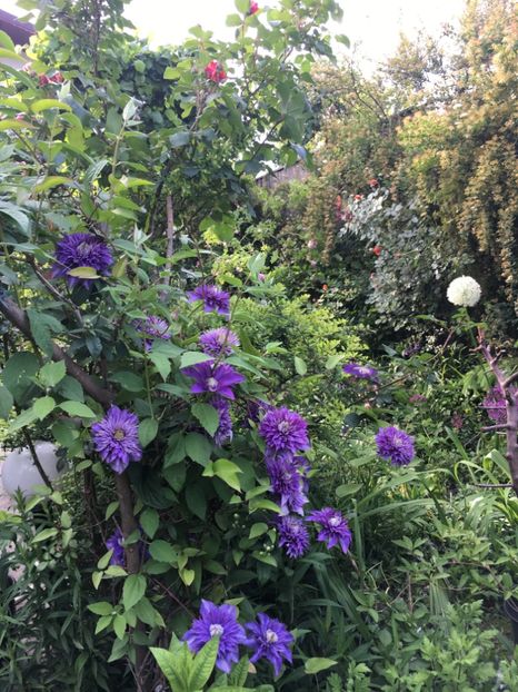 Mulți blue - Clematite 2019