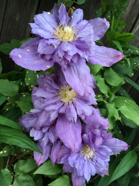 Vivien Pannell - Clematite 2019