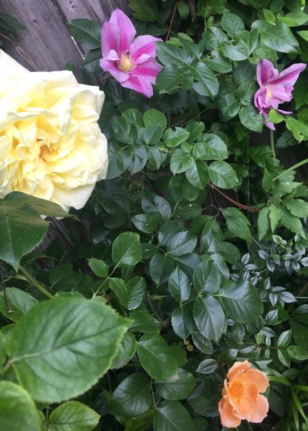 Patricia Ann - Clematite 2019