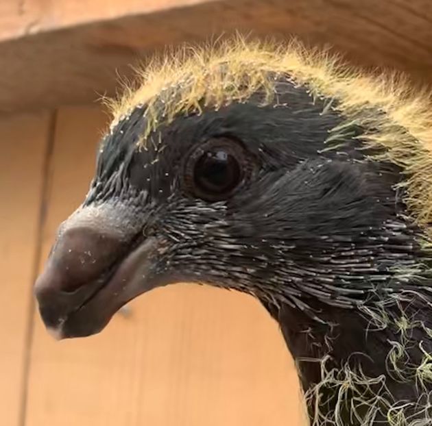 5888F828-0B06-4DEB-98AA-7E12A6FDC0C9 - Matca