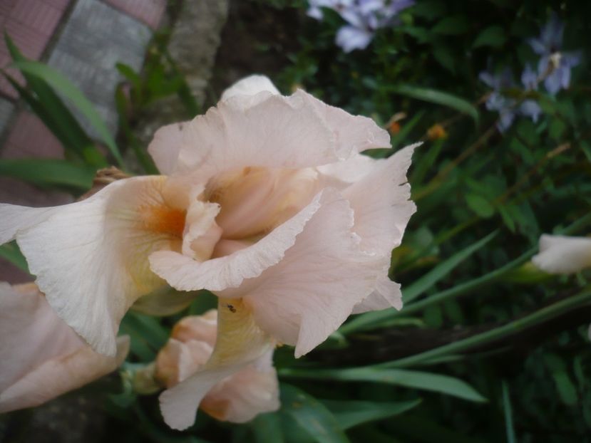 P1410077 - GRADINA 2019
